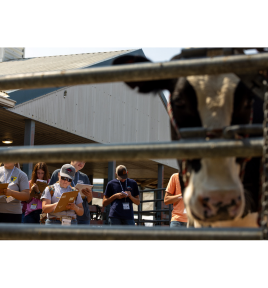 Dairy eval tile
