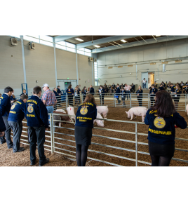 Livestock eval tile