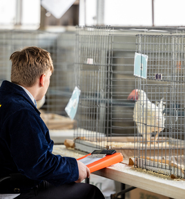 Poultry eval
